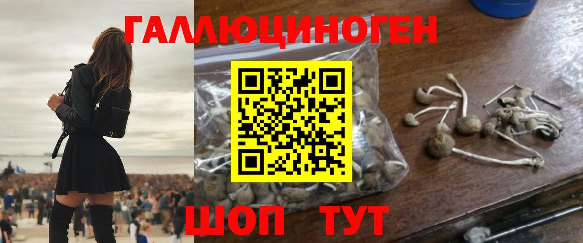 Галлюциногенные грибы Psilocybine cubensis Будённовск